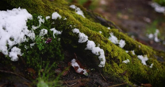 early spring flowers, Corydalis solida (Fumewort) is blooming betwen mossy roots in winter forest
