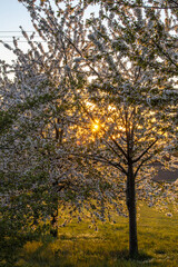 Obraz premium Frühling