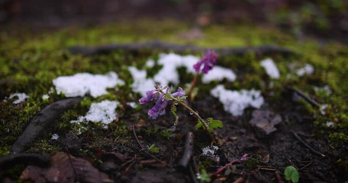 early spring flowers, Corydalis solida (Fumewort) is blooming in snowy forest