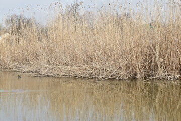 Rural landscape near a small river.