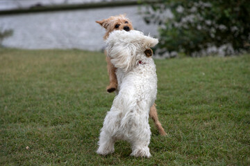 Nanja Bichon dog and little terrier playing in the park