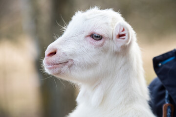 Obraz premium A little goat in the arms of a young woman