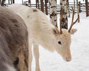 Fototapeta premium Small cute reindeer in Lapland, Finland