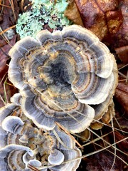 Turkey tail mushrooms (Trametes versicolor, Coriolus versicolor, Polyporus versicolor) growing on a fallen log in the forest