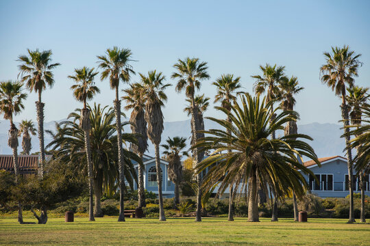 Late afternoon view of palm trees along the coast of Oxnard, California, USA.
