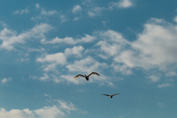 the white swan flies against the blue sky
