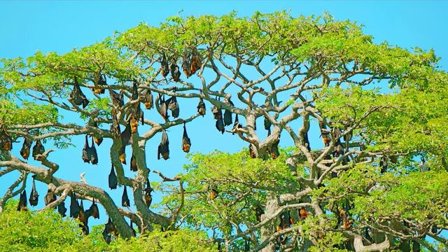 Colony of Flying Foxes in a Tree over Tissa Lake