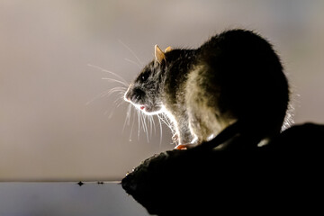 Brown rat in darkness on river bank.
