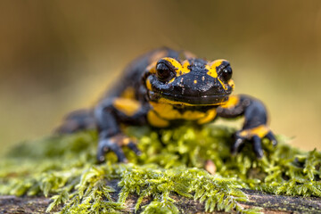 Head shot of Fire salamander newt in natural setting - obrazy, fototapety, plakaty