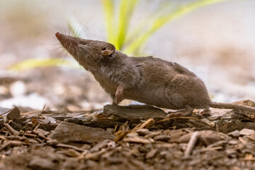 Lesser white toothed shrew in natural habitat