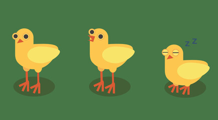 Set of vector yellow chickens on green background