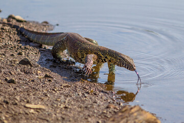 Water monitor on river shore