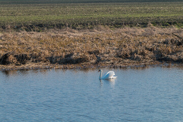 lonely swan on the lake