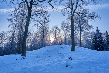 Winter landscape with trees and snow in the early morning. 