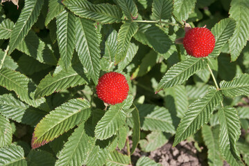 Roseleaf Bramble (Rubus rosifolius) in orchard
