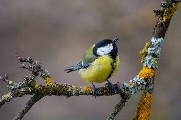 Great tit (Parus major) sits on the branch , blur background