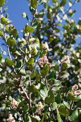 Terminal indeterminate panicle inflorescences bloom on Bittersweet Sumac, Rhus Integrifolia, Anacardiaceae, native gynodioecious shrub in Ballona Freshwater Marsh, South California Coast, Winter.