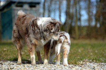 Australien Shepherd Junghund am seeufer