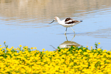 American Avocet wading in the shallow waters of San Jacinto Wildlife Area near Lake Perris in Riverside County.  The foreground is yellow flower bokeh. 