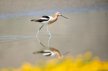 American Avocet wading in the shallow waters of San Jacinto Wildlife Area near Lake Perris in Riverside County.  The foreground is yellow flower bokeh. 