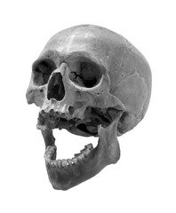 Skull of the person.