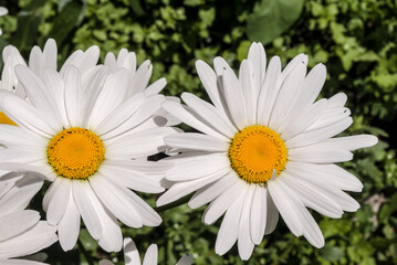 Ox-eye Daisy (Leucanthemum vulgare) in garden