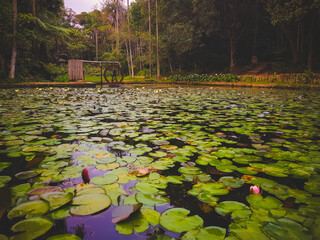 lilies floating in a park lake