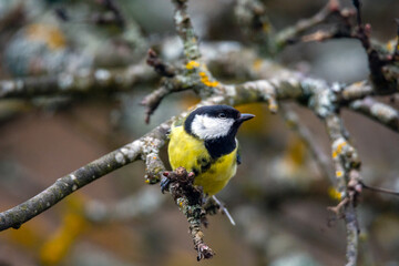 Great tit (Parus major) sits on the branch , blur background