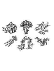 Vegetable illustrations
