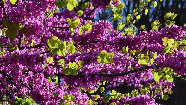 Flowering Judas tree moves in the wind. Spring season