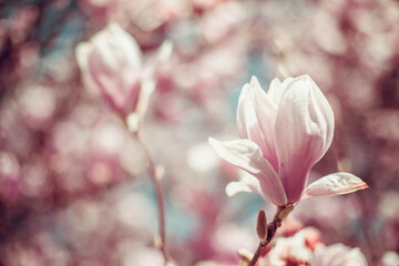 pink flowering magnolia trees in spring