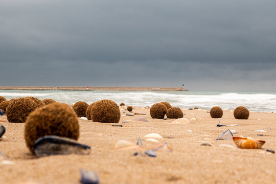 Balls of posidonia seaweed on a beach, characteristic of Mediterranean beaches, on a rainy afternoon.