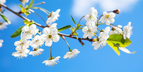 Beautiful cherry flowers in sping