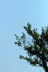 vertical portion of a tree against a light blue background