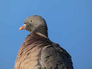 Portrait of common wood pigeon (Columba palumbus)