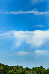 Obraz na płótnie Canvas vertical shot of trees underneath cascading clouds in a blue sky