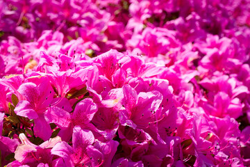 Pink azalea flowers in bloom in spring near Paris in May