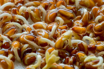 Watercress sprouts on a cotton pad