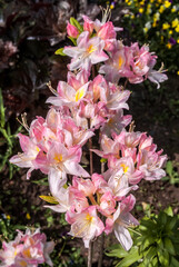 Rhododendron 'Satomi' (Rhododendron x mollis) in garden, Moscow region, Russia
