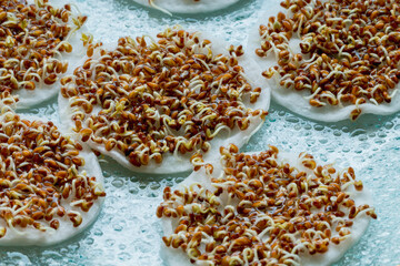 Watercress sprouts on a cotton pad