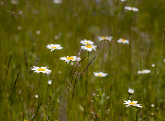 daisies in the field