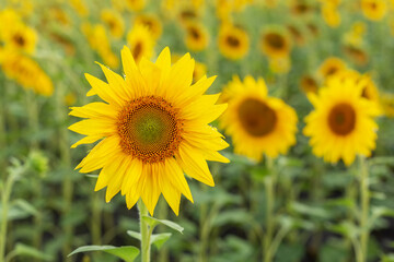 Background of head of sunflower on the field