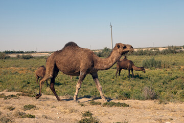 Camels go along the road. Uzbekistan..