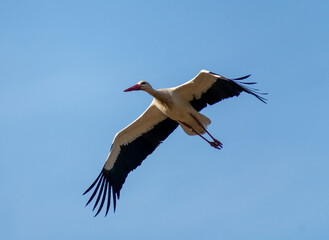 White Stork (Ciconia Ciconia) Flying