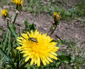 peony barbel beetle (Brachyta interrogationis) on dandelion..