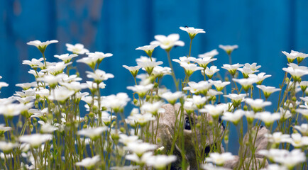 Flowers of Sagina subulata blooms in the garden