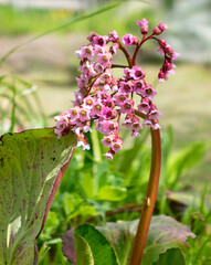 Bergenia crassifolia. Common names for the species include heart-leaved bergenia, badan, Siberian tea and Mongolian tea.