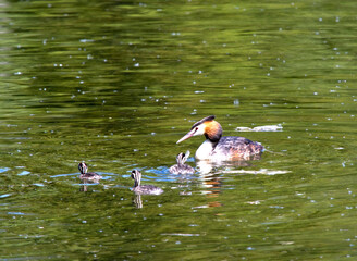  great crested grebe (Podiceps cristatus) with chick in the lake..