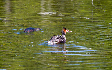 couple great crested grebe (Podiceps cristatus)  in the lake..