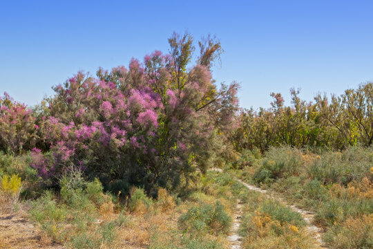 flowering shrub Tamarix dióica, Uzbekistan